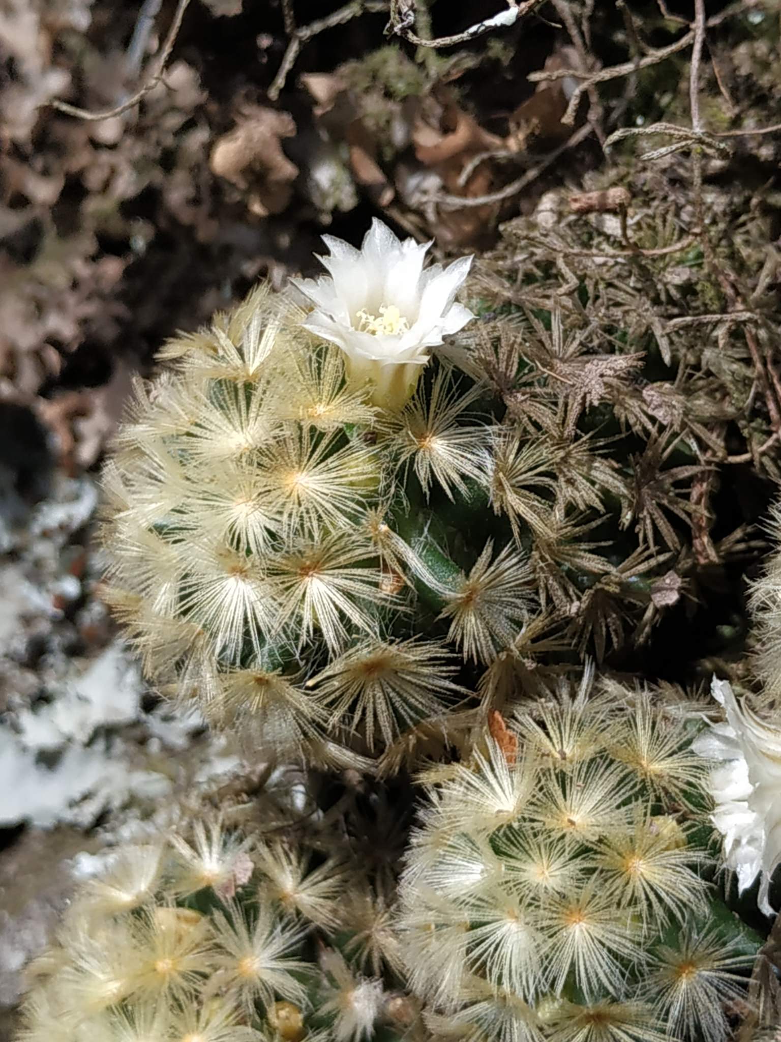 Mammillaria carmenae